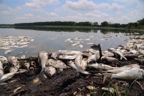 Массовый мор рыбы в Тимашевском районе: она задохнулась в водоеме от жары Массовый мор рыбы в Тимашевском районе: она задохнулась в водоеме от жары