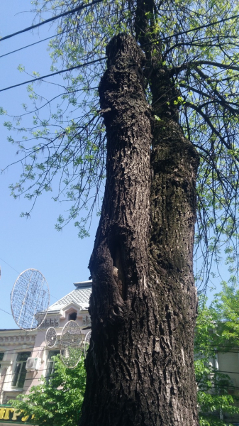 В центре Краснодара проведут дополнительное обследование аварийных деревьев В центре Краснодара проведут дополнительное обследование аварийных деревьев