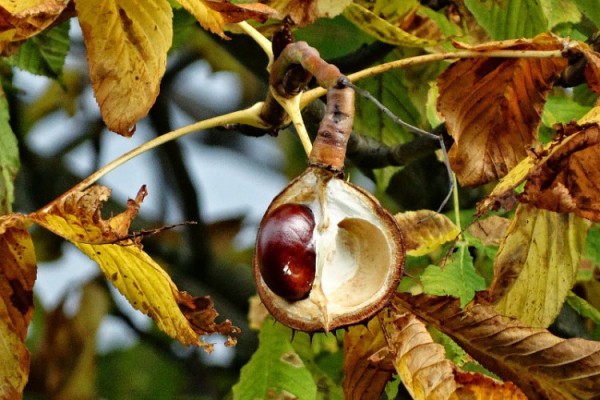 Из двух зол: в Сочи выбирают какими методами защитить каштан от гибели Из двух зол: в Сочи выбирают какими методами защитить каштан от гибели