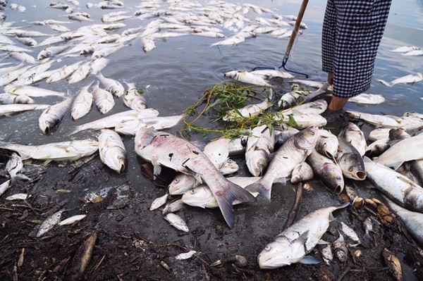 Массовый мор рыбы в Тимашевском районе: она задохнулась в водоеме от жары Массовый мор рыбы в Тимашевском районе: она задохнулась в водоеме от жары