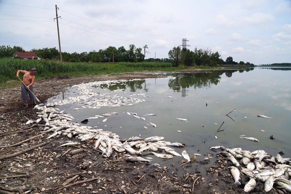 Массовый мор рыбы в Тимашевском районе: она задохнулась в водоеме от жары Массовый мор рыбы в Тимашевском районе: она задохнулась в водоеме от жары