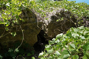 Черноморское Средневековье: белые пятна на карте исторических памятников в Большом Сочи Черноморское Средневековье: белые пятна на карте исторических памятников в Большом Сочи