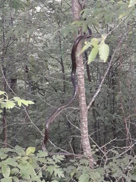 Туристы наткнулись на огромных змей в лесах Туапсе Туристы наткнулись на огромных змей в лесах Туапсе