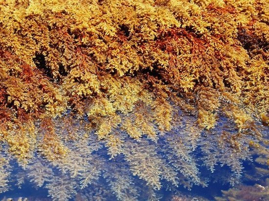 В Азовском море есть бурые водоросли, которые можно применять для восстановительной терапии после COVID-19