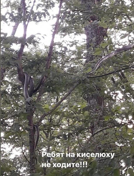 Туристы наткнулись на огромных змей в лесах Туапсе Туристы наткнулись на огромных змей в лесах Туапсе