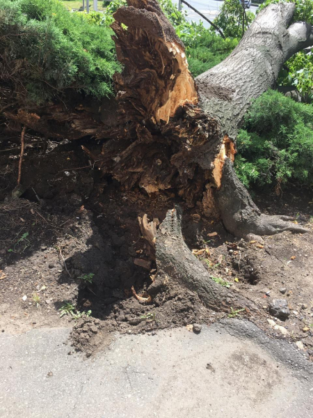 В центре Краснодара проведут дополнительное обследование аварийных деревьев В центре Краснодара проведут дополнительное обследование аварийных деревьев
