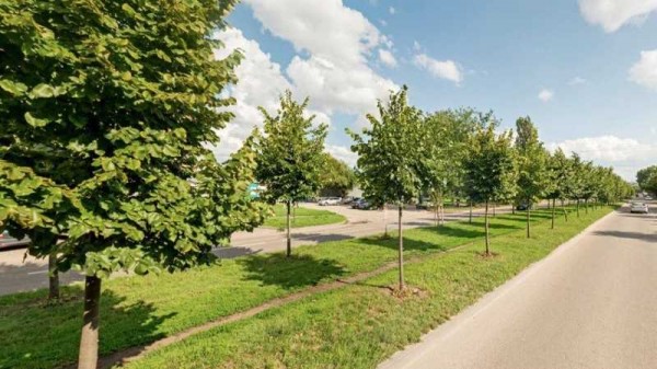 Деревья с участка строительства новой трамвайной ветки по ул. Московской в Краснодаре могут перенести к Западному трамвайному депо Деревья с участка строительства новой трамвайной ветки по ул. Московской в Краснодаре могут перенести к Западному трамвайному депо