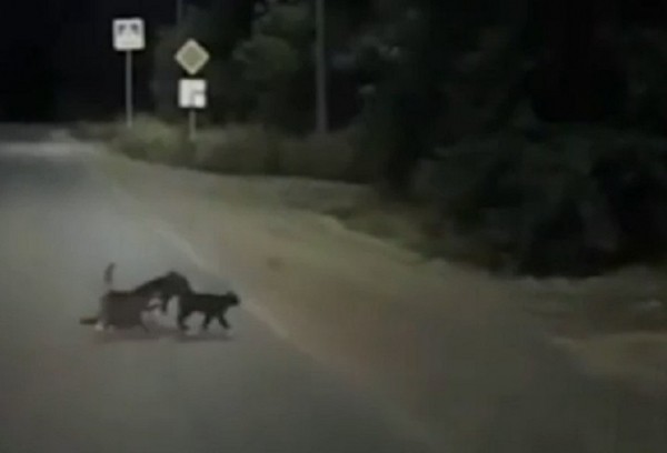 &laquo;Животные лучше многих людей&raquo;: на Кубани две кошки помогли перебраться через дорогу раненой собаке