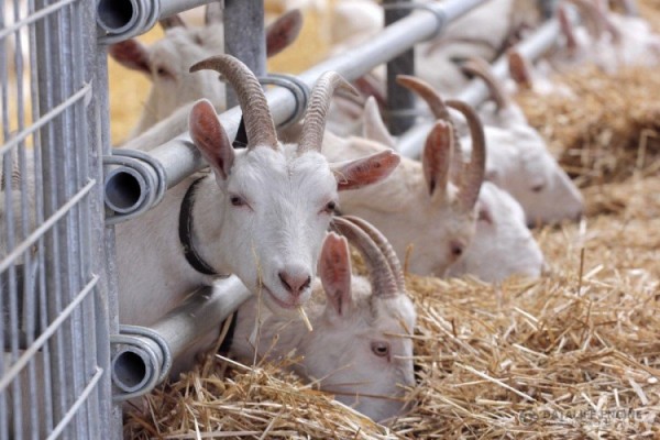 Власти Краснодарского края за четыре года добились увеличения экспорта мяса и молочной продукции до 27 млн долларов