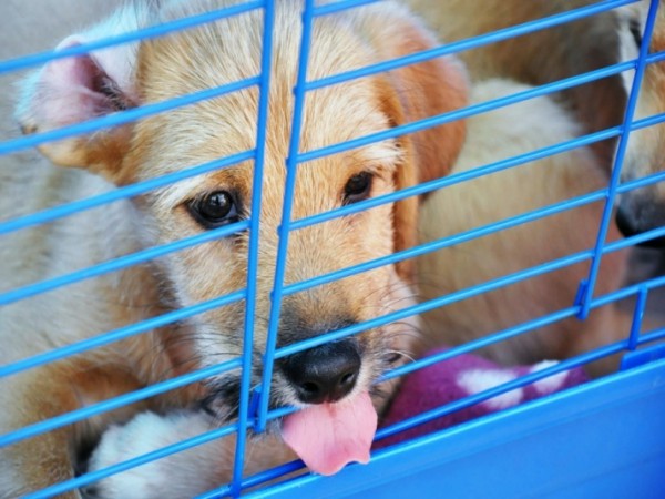 В Краснодаре для приюта бездомных животных нашли участок земли