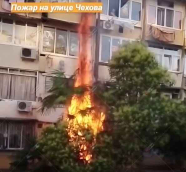  Горящая пальма в Сочи едва не стала причиной крупного пожара (видео)