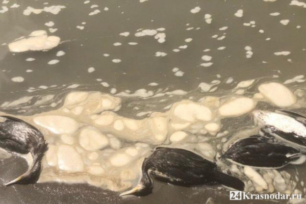 Экологическая катастрофа на реке Кубань