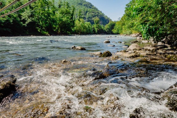 Черноморского лосося в Сочи стало больше
