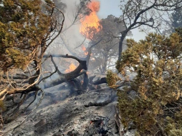 Лесной пожар в заповеднике &laquo;Утриш&raquo; локализован