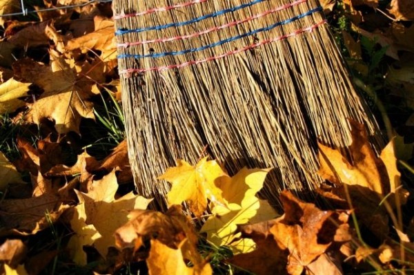 В Новороссийске из-за жары начался преждевременный листопад