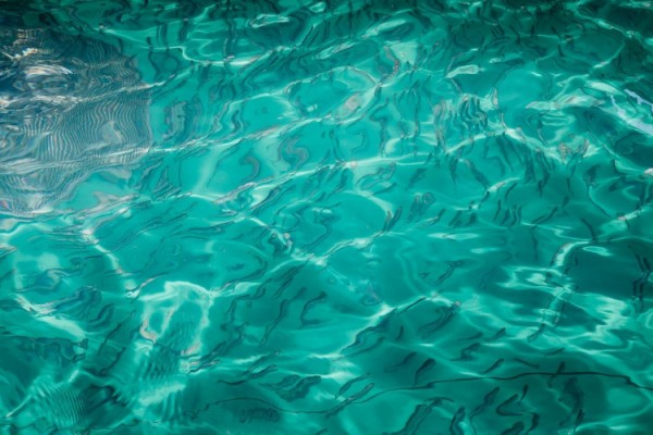 Черноморского лосося в Сочи стало больше