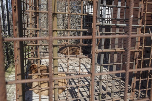 В Сочи выясняют обстоятельства гибели 11-летнего мальчика в результате нападения медведей 