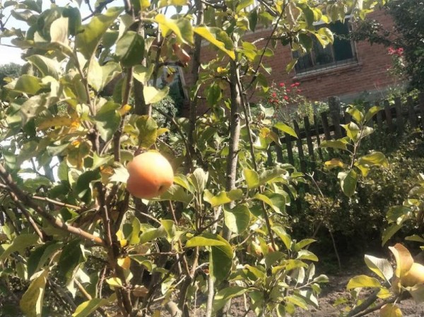 Ученые: одно среднее яблоко по калорийности можно сравнить с куском хлеба