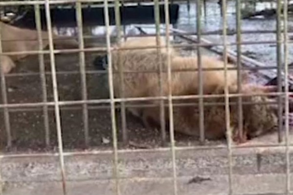 Мальчик, которого загрыз медведь, сам открыл дверь в вольер: новые подробности