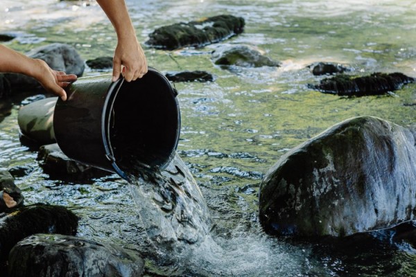Черноморского лосося в Сочи стало больше