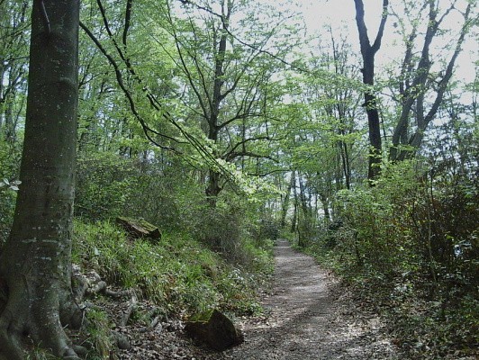 В Сочи много лет жители мкр.Бытха препятствуют застройке лесного массива В Сочи много лет жители мкр.Бытха препятствуют застройке лесного массива