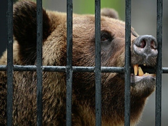 В Сочи застрелили медведей, которые загрызли 11-летнего мальчика