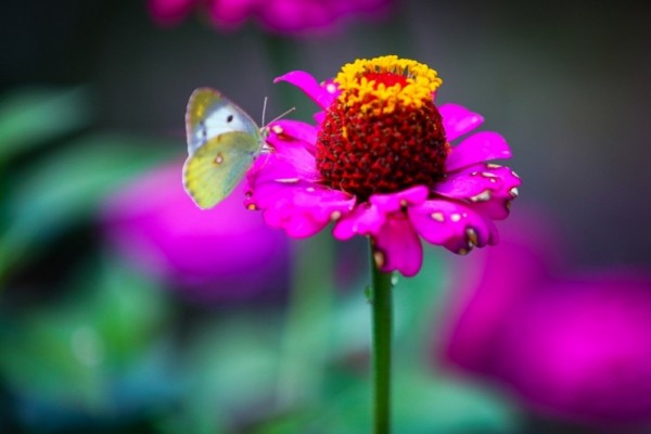 Какой будет погода в Краснодарском крае на неделе