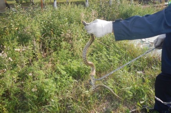 В Новороссийске спасатели поймали змею в частном доме