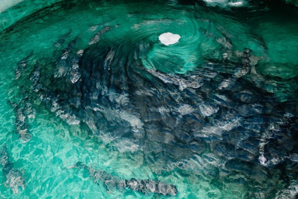 Черноморского лосося в Сочи стало больше