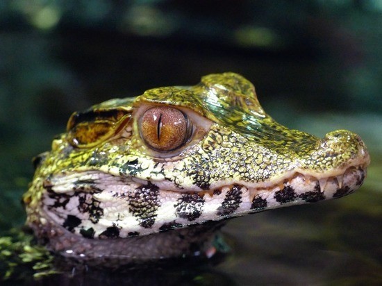 В Краснодаре в бывшем отеле незаконно держали экзотических животных В Краснодаре в бывшем отеле незаконно держали экзотических животных