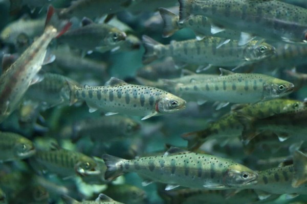 Черноморского лосося в Сочи стало больше