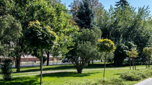 В Краснодаре сформировали общественный совет по озеленению города