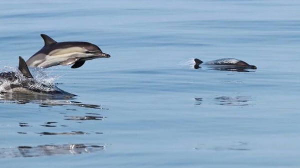 «Роснефть» представит курс лекций по биологии Чёрного и Азовского морей «Роснефть» представит курс лекций по биологии Чёрного и Азовского морей