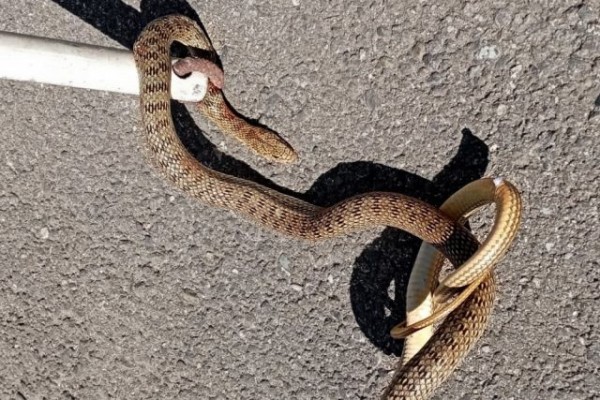 На Кубани спасатели поймали метровую змею на территории детского сада