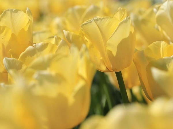 Открыт прием заявок на конкурс &laquo;Благотворитель Кубани 2020&raquo;