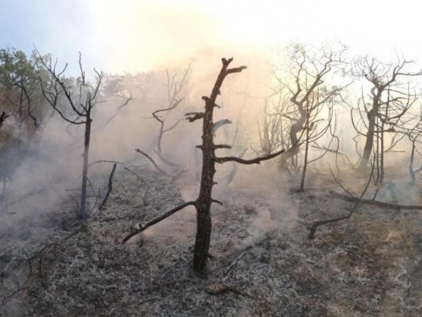 Директор заповедника &laquo;Утриш&raquo; в Анапе подозревается в халатности