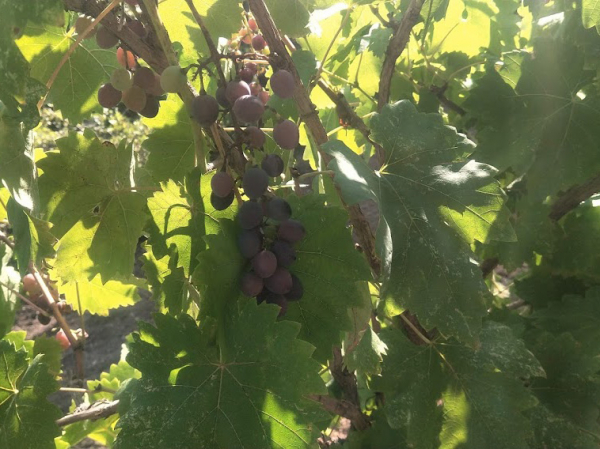 Фрукты могут помочь в борьбе с COVID-19 и при профилактике заболевания 