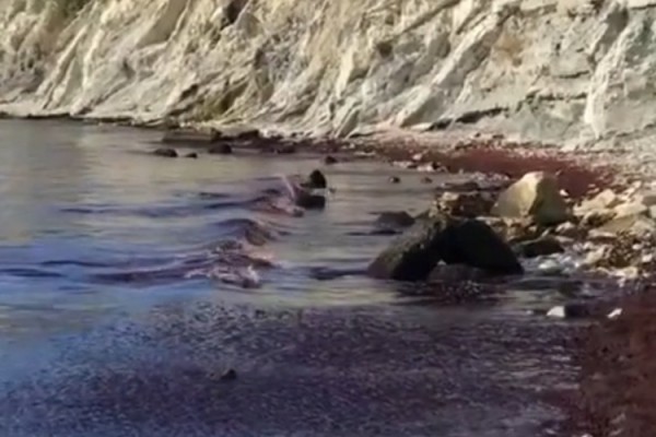 В соседнем с Сочи Новороссийске море превратилось в &laquo;вино&raquo; (Видео)