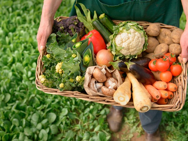 Депутат Госдумы: кубанские фермеры доказали, что они могут конкурировать с крупными агрохолдингами