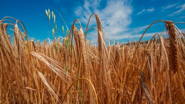 Делегация Краснодара примет участие в краевом празднике урожая