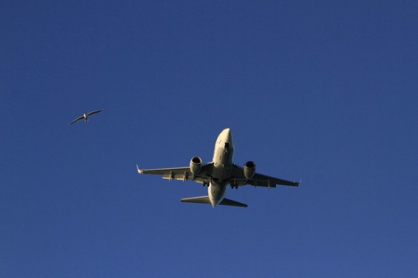 С 1 ноября Россия возобновит авиасообщение с еще несколькими странами С 1 ноября Россия возобновит авиасообщение с еще несколькими странами