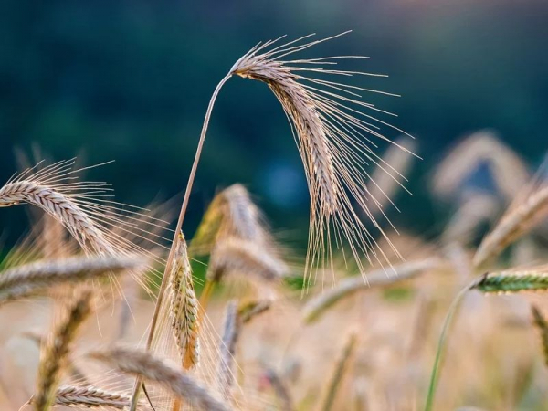 День урожая отметят в Краснодаре