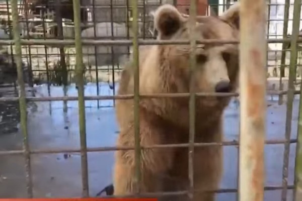 Дело о гибели мальчика, которого загрызли медведи на базе отдыха в Сочи, передано в суд 