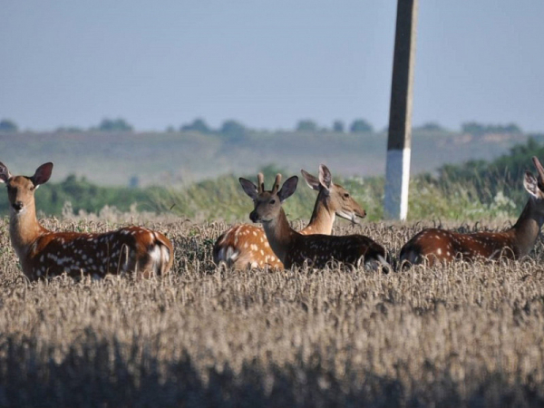 Самая крупная особо охраняемая природная территория регионального значения образована в Краснодарском крае Самая крупная особо охраняемая природная территория регионального значения образована в Краснодарском крае