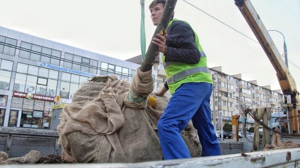 В Краснодаре началась пересадка лип на месте будущей трамвайной линии на улице Московской