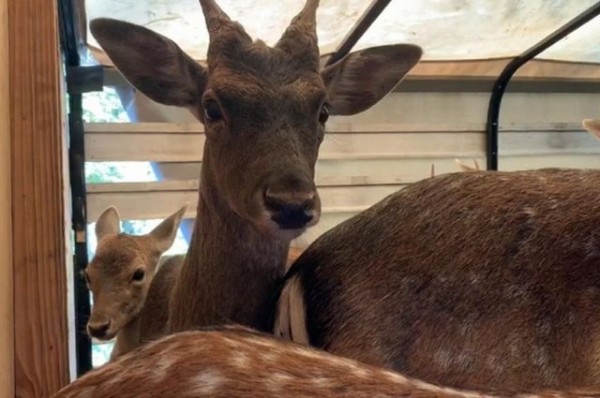 На Кубани в естественную среду обитания выпущены 24 лани