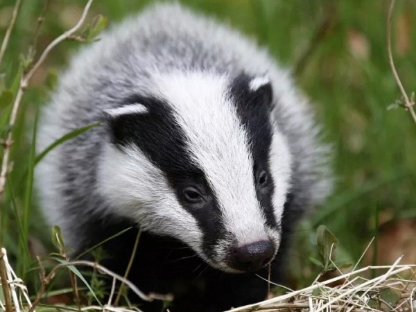 В поселке Краснодарского края введен карантин по бешенству В поселке Краснодарского края введен карантин по бешенству