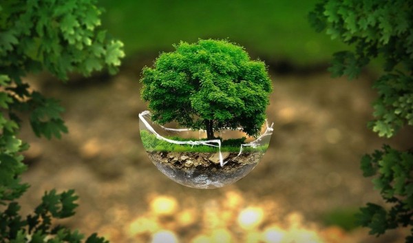 Беречь, сохранять. «Пятёрочка» стала победителем конкурса экологических проектов