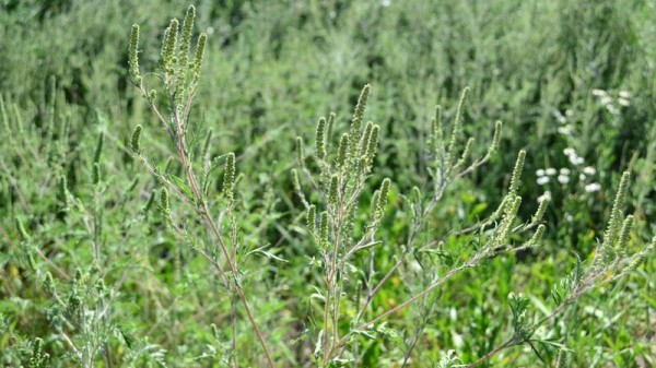 За неделю в Краснодаре скосили амброзию на площади почти 700 гектаров