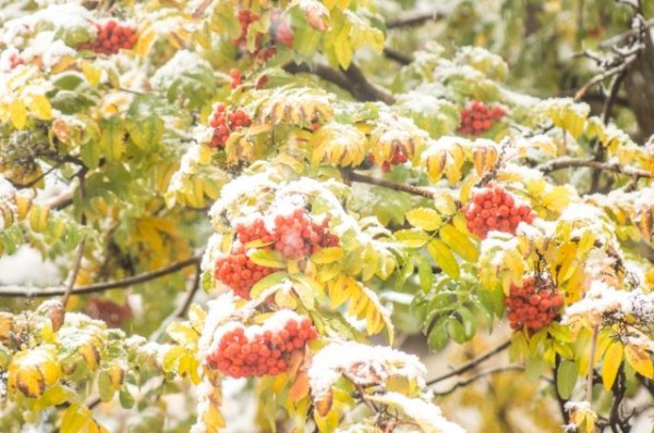 Жители Краснодара сняли на видео первый в этом году снег Жители Краснодара сняли на видео первый в этом году снег